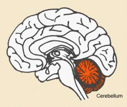 cerebellum Cerbellum